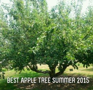 The BEST "adopted" apple tree located in the Curran Apple Orchard Park in University Place, WA. 