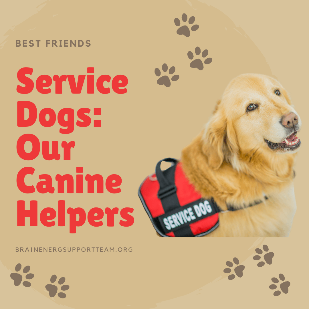 Service Dogs Our Canine Helpers