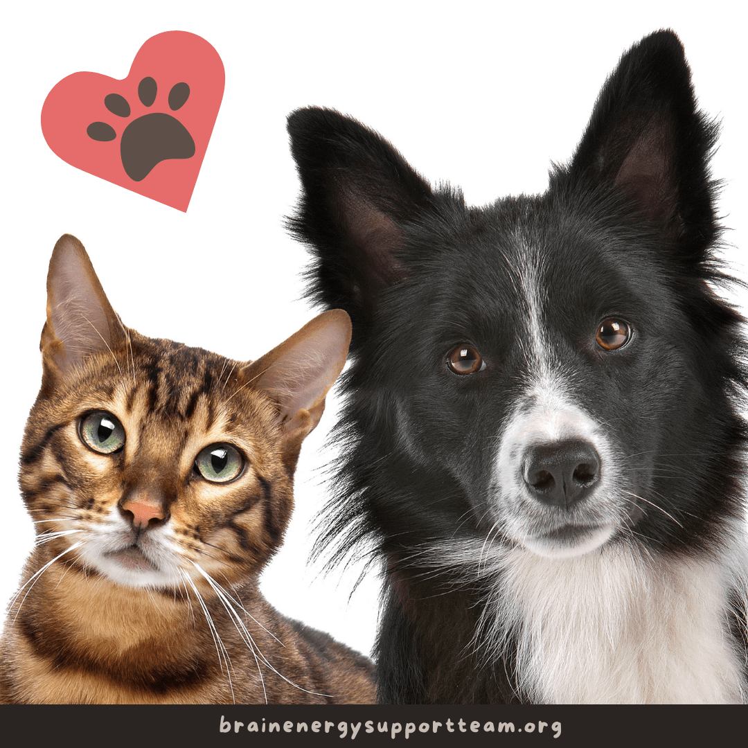 a tabby cat and a border collie posing together