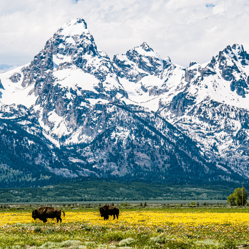 Bison-Mountains-Plain-SM